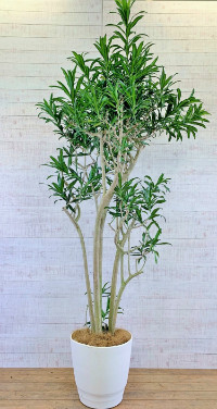 ソングオブジャマイカ観葉植物・10号鉢